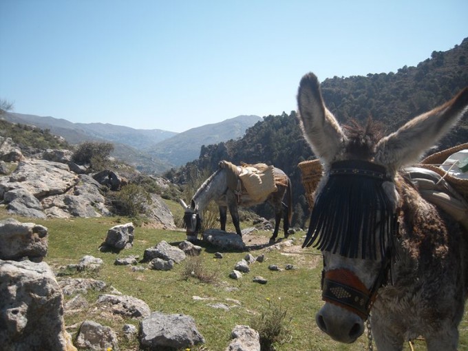 Ruta arriera primaveral: circular Huerta el arriero, Cerro del Castillejo, Dornajo, Haza LLana