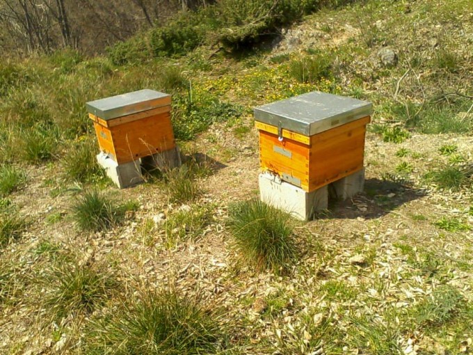 Colmenas y abejas arrieras